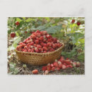Recherche de osier cartes postales Nourriture