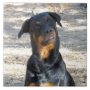 Recherche de rottweiler carreaux Chien