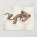 Recherche de bull terrier terrier cartes postales Mignonette