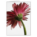 Zoek naar gerbers Gerber daisy
