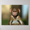 Zoek naar bavianen posters Baboon