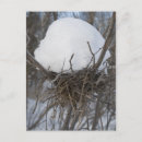 Recherche de oiseaux en hiver cartes postales Oiseaux de neige