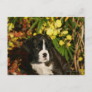 Zoek naar boxer puppy briefkaarten Puppies