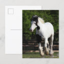 Recherche de gypsy cartes postales Bob langrish