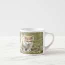 Recherche de chats sauvages tasses Photographie