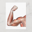 Recherche de articulé cartes postales Physiologie