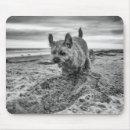 Recherche de terriers photographie Pour tous