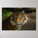 Recherche de yeux de tigre posters Regard