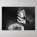 Recherche de papillon noir et blanc posters Papillons