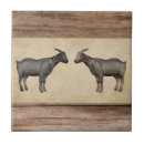 Zoek naar geiten tegels Platteland