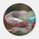 Recherche de stupéfier magnets Beau