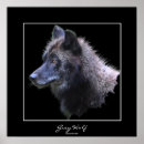Recherche de loups sauvages posters Loup gris