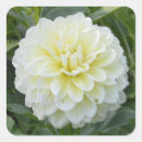 Recherche de dahlia autocollants Floral