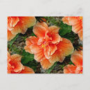 Recherche de hibiscus cartes postales Orange