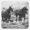 Zoek naar zwarte witte paarden stickers Equine