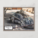 Recherche de turtle cartes postales Zoo