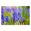 Recherche de hyacinthe posters Vert