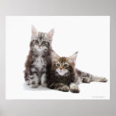 Recherche de ragondin posters Amoureux de les chats