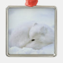 Recherche de arctique ornements Hiver
