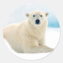 Recherche de sanglier autocollants Animal