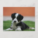 Recherche de vieilles photos de chien cartes postales Chiot