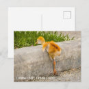 Recherche de poussin cartes postales Faune