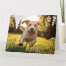 Recherche de labrador heureux Chien