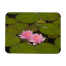 Recherche de nymphea magnets Nénuphar