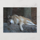 Recherche de woolf cartes postales Wolf