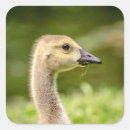 Recherche de oies canadiennes Animal