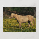 Recherche de cheval de palomino cartes postales Chevaux