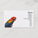 Recherche de ara cartes visite Oiseau
