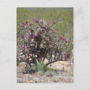 Recherche de le nouveau mexique cartes postales Violet