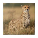 Recherche de guépards carreaux Acinonyx jubatus