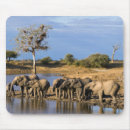 Recherche de afrique tapis souris Animal