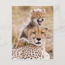 Recherche de nature forêt cartes postales Animaux dans la nature