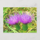 Zoek naar distel briefkaarten Dik