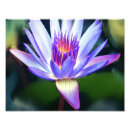 Recherche de fleur de lotus posters Jardin