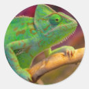 Recherche de caméléon autocollants Nature