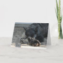 Recherche de schnauzer standard vœux cartes Chien