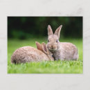 Recherche de lapin bébé cartes postales Jeune animal