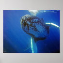 Recherche de mammifères marins posters Baleines