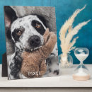 Recherche de chien plaques Pour tous