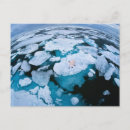 Recherche de arctique cartes postales Ours polaire