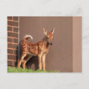 Recherche de faons cartes postales Animal