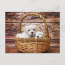 Recherche de maltais cartes postales Animal