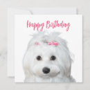 Recherche de chien maltais vœux cartes Blanc