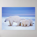 Zoek naar ijsbeer posters Wilde natuur