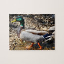 Zoek naar wilde eend puzzels Fotografie