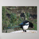 Zoek naar eksters posters Magpie